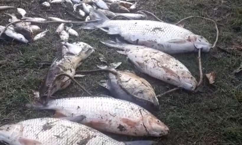 Desastre repetido: pela segunda vez em três anos, despejo de amônia causa mortandade de peixes no Rio Paraopeba - Divulgação/Codema