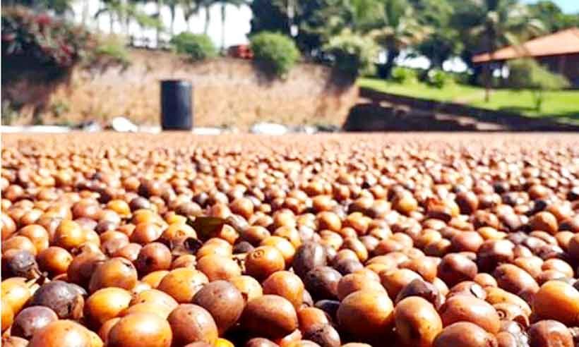 Pesquisa norte-americana aponta que casca de café pode aliviar a obesidade - Léo Moco/Arquivo pessoal