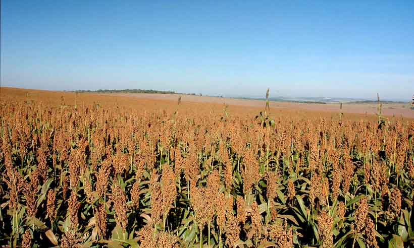 Agronegócio coloca o Brasil em evidência - Faemg/Divulgação