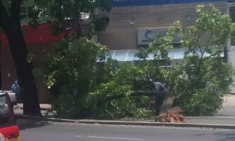 Árvore cai após ser atingida por caminhão na Avenida Pedro II