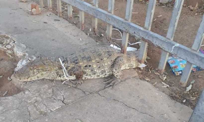 Jacaré é capturado após 'passeio' em rodoviária de Araçuaí - Reprodução/Redes Sociais