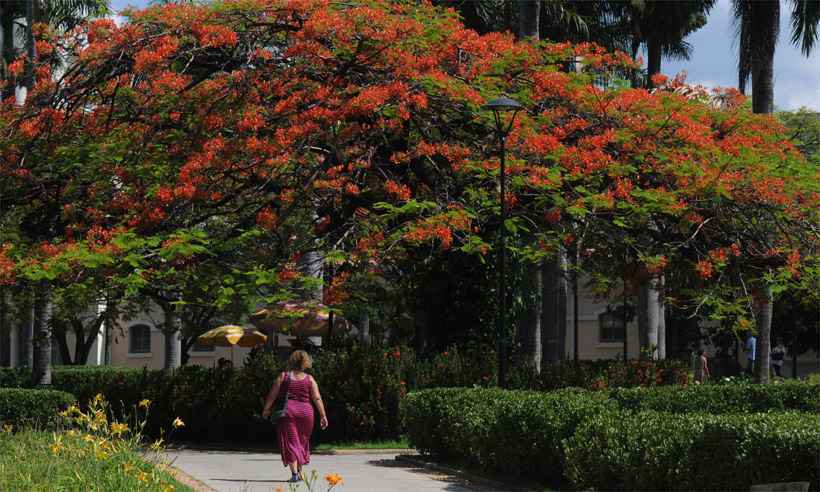 Retrato da primavera: flamboaiãs em flor colorem a paisagem de BH e encantam moradores - Leandro Couri/EM/D.A Press