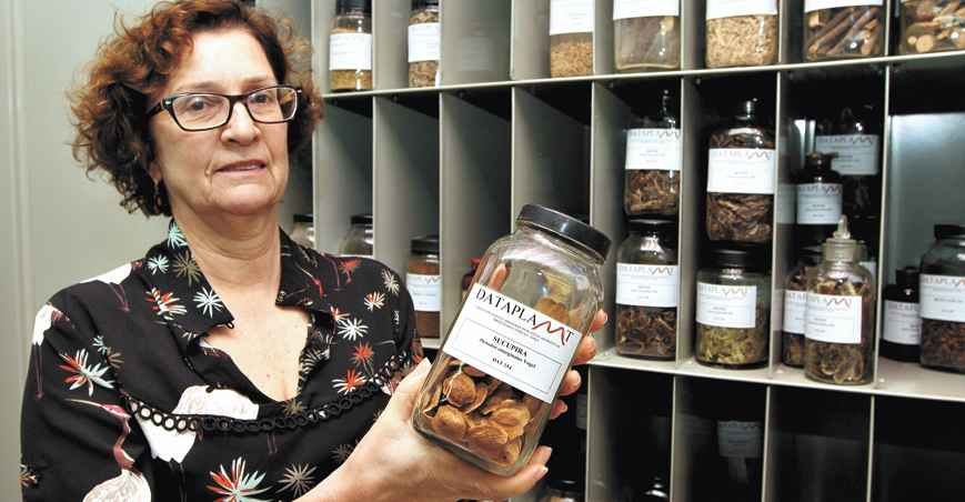 Aprenda a valorizar as plantas nativas e usar  com cautela - Jair Amaral/EM/D.A Press