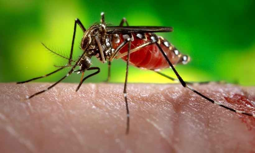 Zika inibe tumor de próstata, dizem cientistas brasileiros - southmil.com