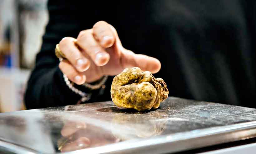 Comida de rico, as famosas tartufi d'Alba ganham espaço em BH - Divulgação