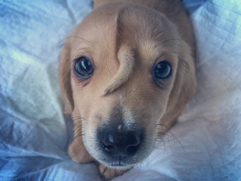  Cão unicórnio: bombeiros resgatam filhote de cachorro que tem rabo no rosto - Reprodução Facebook