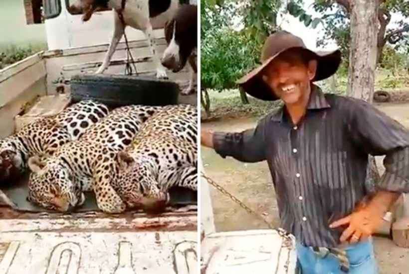 Polícia identifica fazenda onde onças-pintadas foram mortas - Reprodução