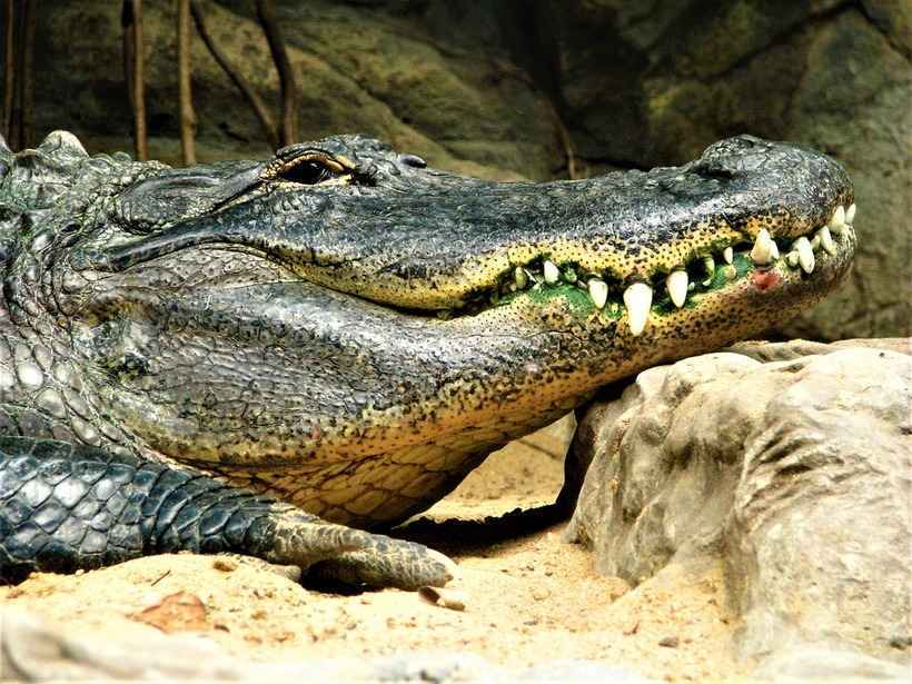 Guarda Florestal sobrevive a ataque de crocodilo na Austrália - Pixabay/Reprodução