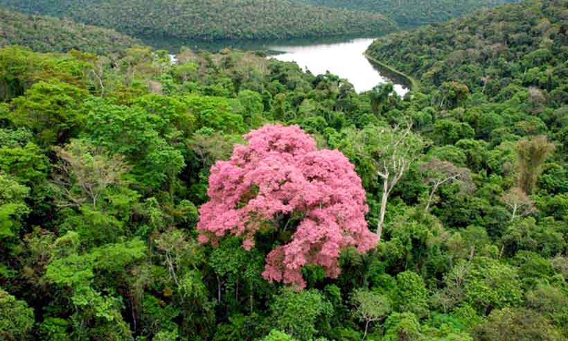 Destruição da mata atlântica em Minas é alvo de preocupação - Mitras/Divulgação
