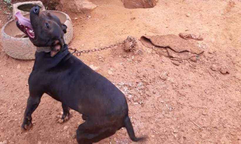 Acorrentados e subnutridos: cães da raça pit bull são resgatados em Sabará  - Ministério Público do Estado de Minas Gerais/ Divulgação