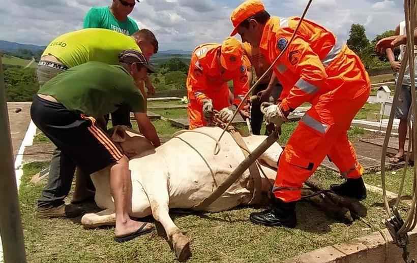 Vaca é resgatada com vida em cova de cemitério no interior de Minas