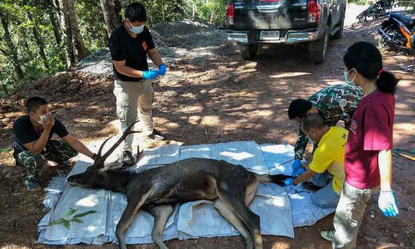 Veado morto é achado na Tailândia com 7 kg de sacolas plásticas no estômago - Handout / Office of Protected Area Region 13 / AFP