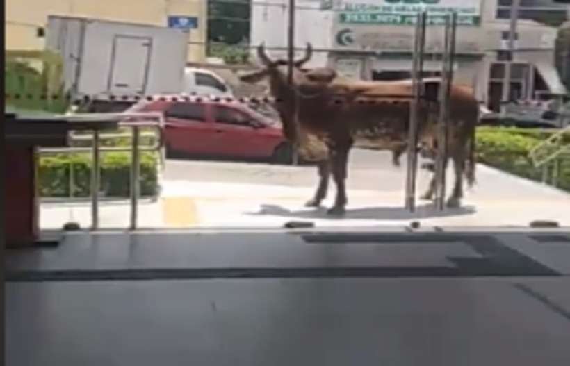 Boi 'confina' clientes por 40 minutos em agência bancária de Pernambuco - Reprodução Twitter