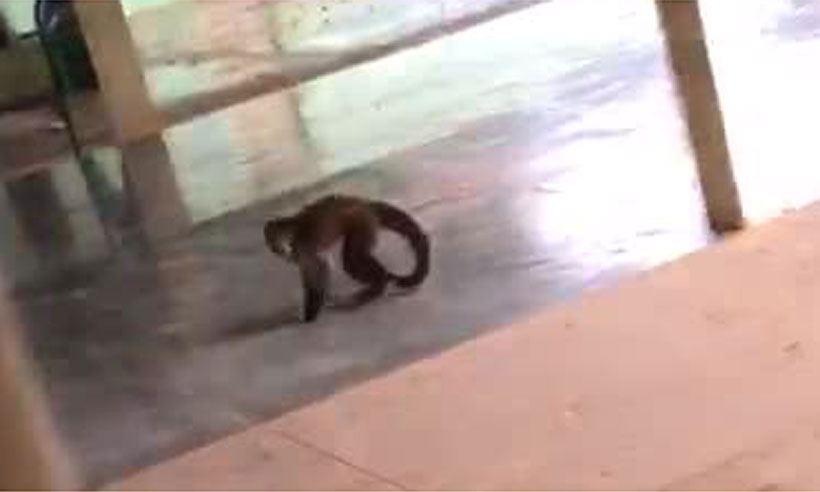 Macaco que fugiu do zoológico de Montes Claros é recapturado - Reprodução da internet/WhatsApp