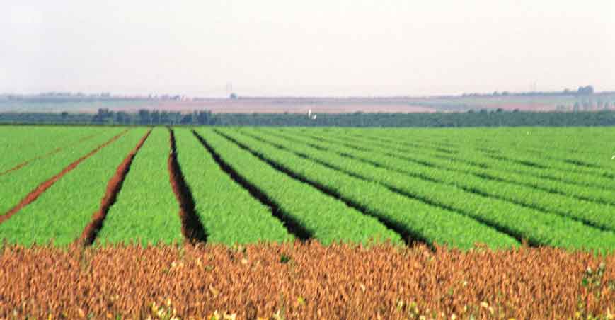 Sem amarras, o agronegócio avança e sustenta a própria Constituição - Beto Novaes/EM/D.A Press - 5/5/05 