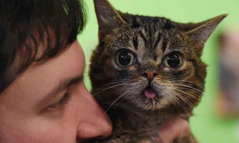 Pets influenciadores digitais movimentam um lucrativo mundo de negócios - Mark RALSTON / AFP