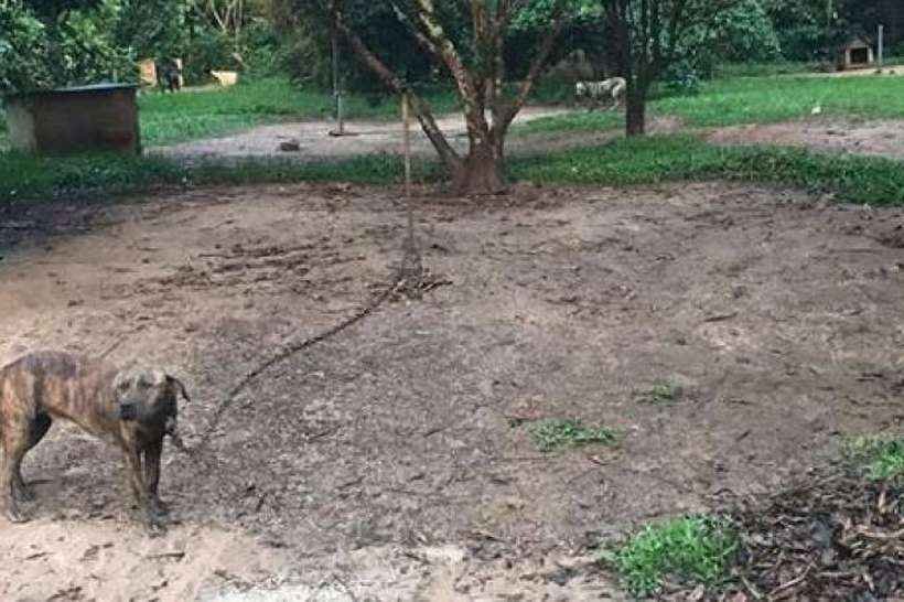 Polícia resgata mais 33 pitbulls em chácara de preso por praticar rinhas - ASPA Itu/Divulgação