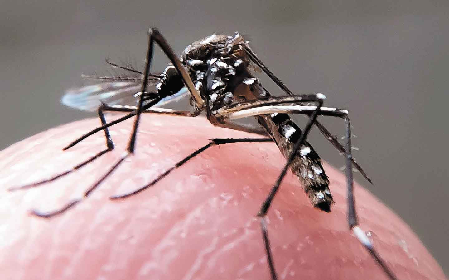 Evolui a vacina  contra o zika vírus - Ye Aung Thu/AFP