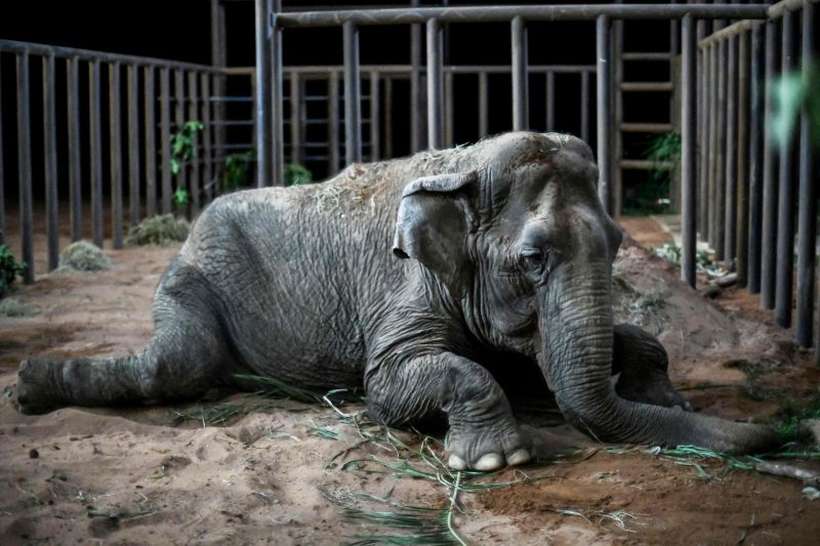 Vítima de maus-tratos, elefanta Ramba morre em santuário no Brasil -  Rogério Florentino/AFP