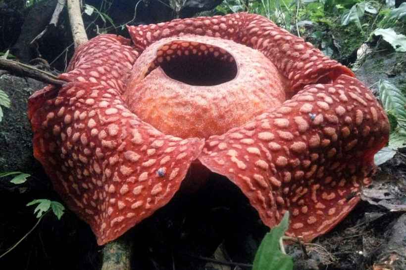 Descoberta na Indonésia, maior flor do mundo tem cheiro de carne podre  - HANDOUT / WEST SUMATRA BKSDA / AFP