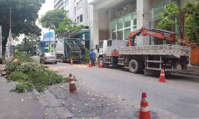 Rua Rio de Janeiro é interditada para corte de árvore que caiu - Edésio Ferreira/EM/DA Press