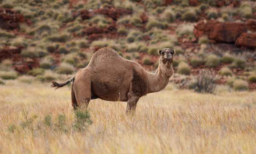 Franco-atiradores matarão 10 mil camelos selvagens devido à seca na Austrália - Pexels