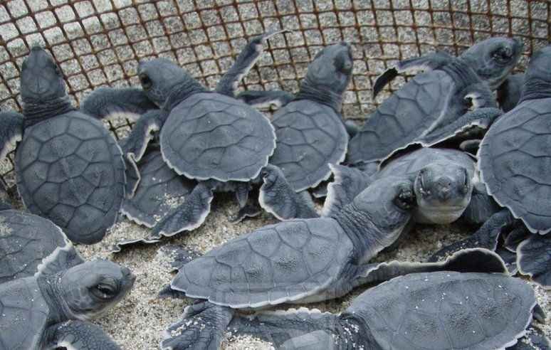 Quase 300 tartarugas morrem no sul do México por 'maré vermelha' - Pinterest