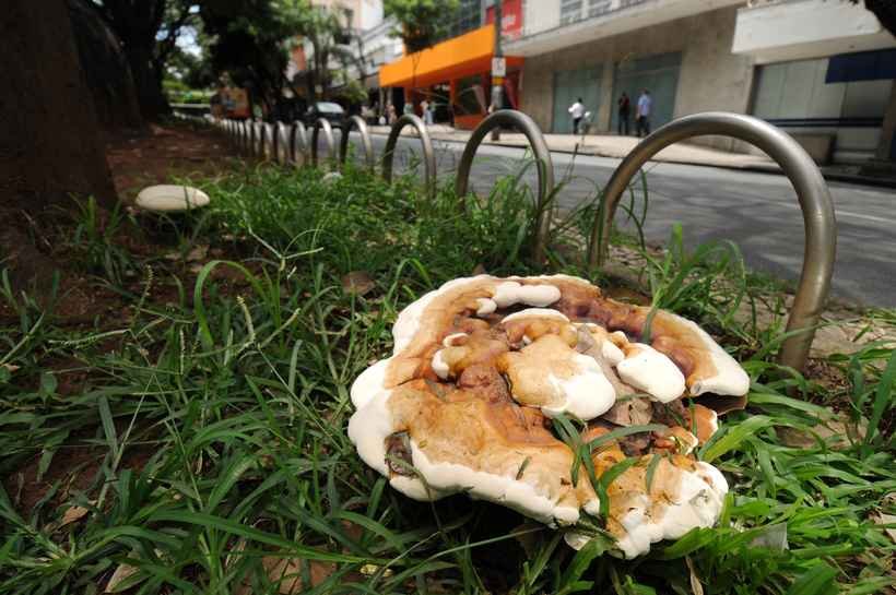 Clima faz cogumelos brotarem em BH - Leandro Couri/EM/D.A Press.