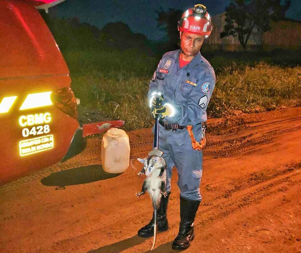 Gambá acuado por cães é salvo por bombeiros em Ituiutaba - CBMMG