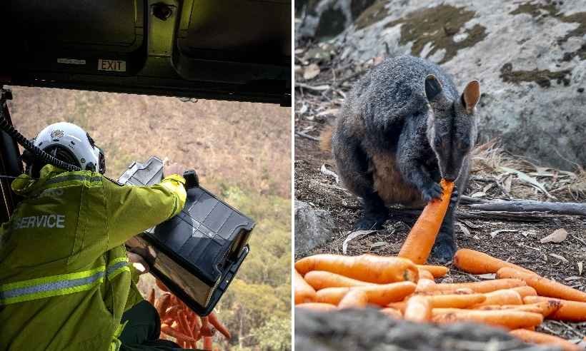 Helicópteros lançam comida para animais em meio aos incêndios na Austrália - STR / NSW NATIONAL PARKS AND WILDLIFE SERVICES / AFP / PETER PARKS / AFP