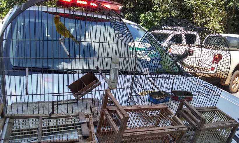 Grupo tenta capturar pássaros dentro do Parque das Mangabeiras - Guarda Municipal/ Divulgação