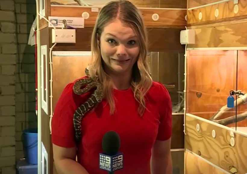 Cobra ataca microfone e assusta repórter de TV na Austrália, veja vídeo - 9 news reporter/Reprodução
