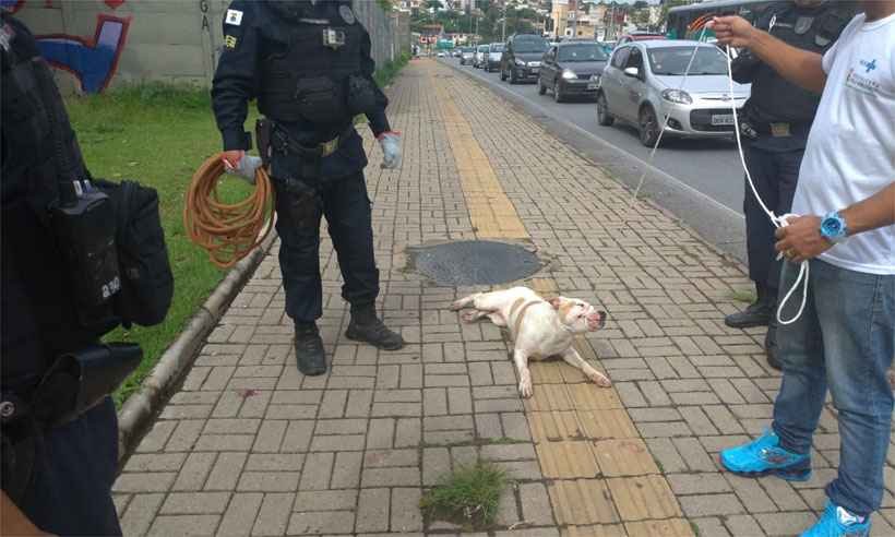 Pitbull é baleado pela Guarda Municipal após atacar pelo menos seis pessoas no Bairro Planalto - Guarda Municipal/Divulgação
