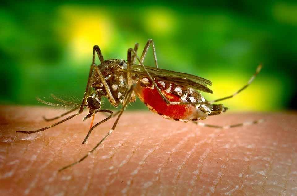BH tem quase 3 mil casos prováveis de dengue em 2020  - Pixabay/Reprodução