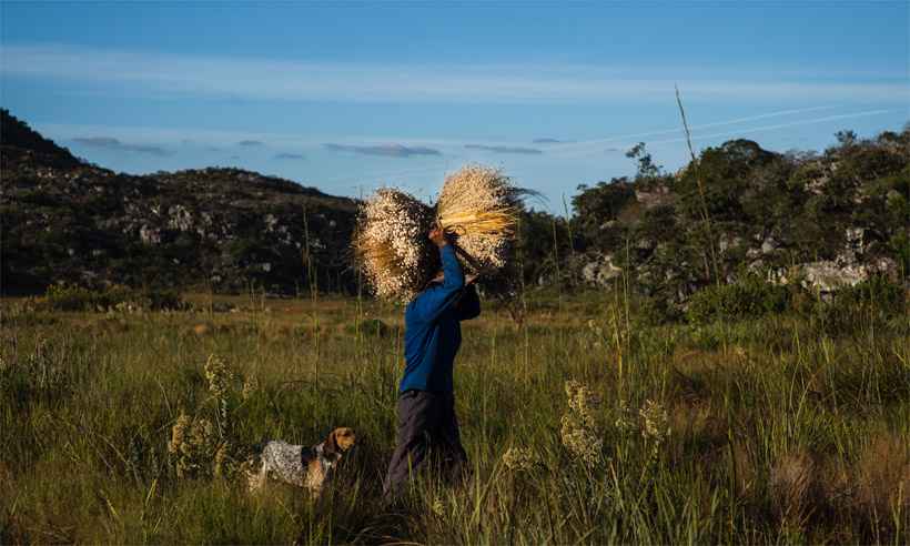 Cultura das sempre-vivas em Minas é reconhecida como patrimônio agrícola mundial - Valda Nogueira/Imagens Humanas