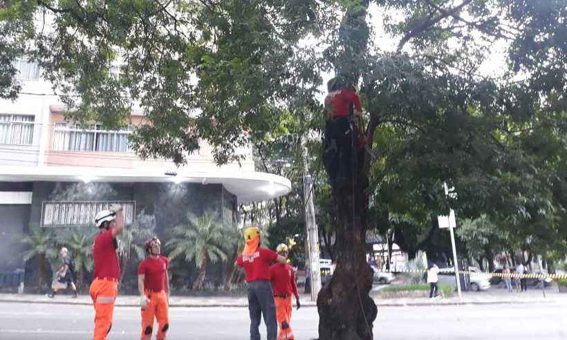 Bombeiros retiram árvore com risco de queda no Bairro Funcionários - Pedro Lovisi/EM