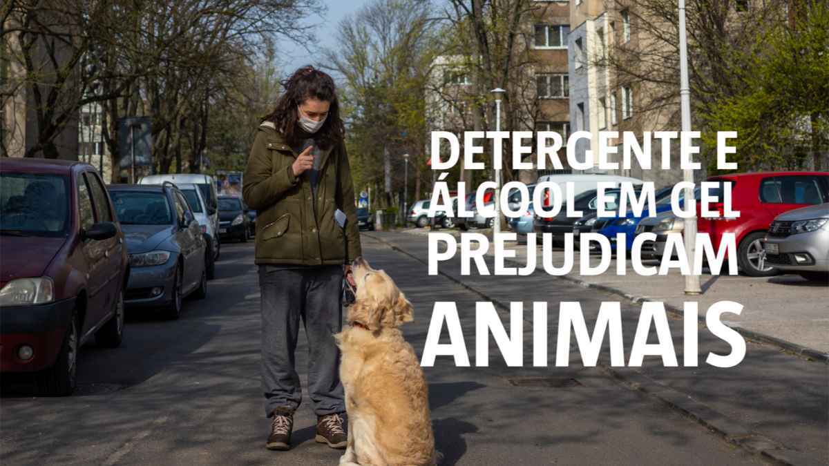 Vídeo: Detergente e álcool em gel prejudicam animais - ANDREI PUNGOVSCHI / AFP