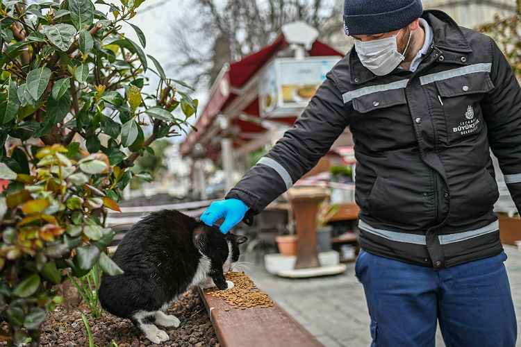 Gatos podem ser infectados por coronavírus, apontam cientistas chineses - Ozan KOSE / AFP