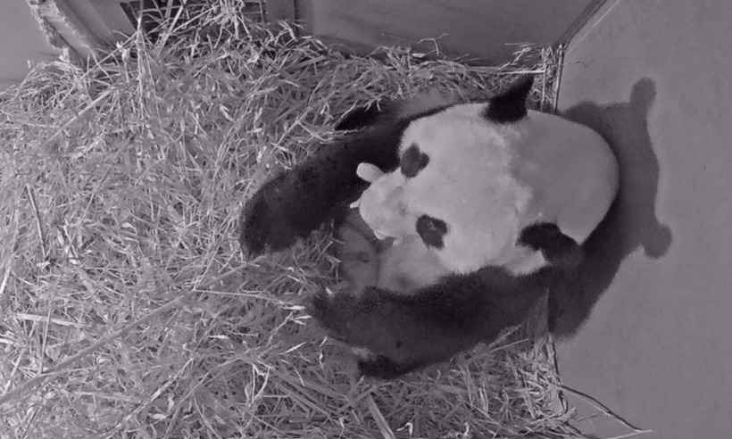 Nasce primeiro panda gigante em zoológico na Holanda - Ouwehands Zoo / AFP