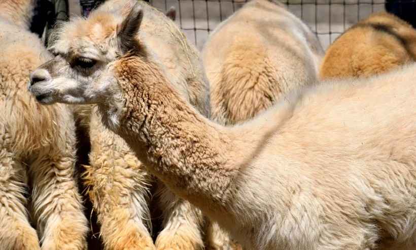 Alpacas podem bloquear novo coronavírus, segundo pesquisa peruana - Pixabay