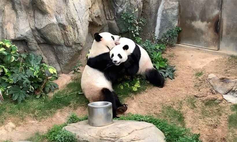 Zoológico canadense mandará pandas de volta para a China devido à pandemia - OCEAN PARK ZOO/ Divulgação