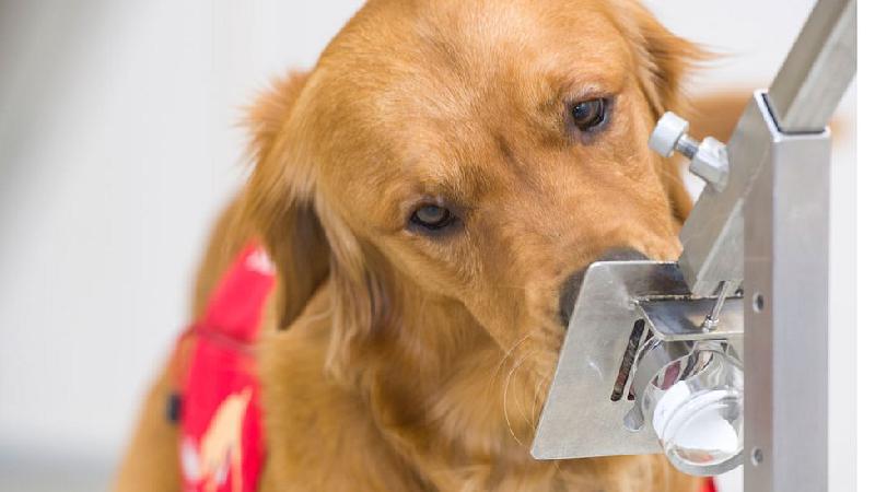 Cães farejadores começam a ser testados para detectar pessoas com coronavírus pelo cheiro - DHSC/Divulgação
