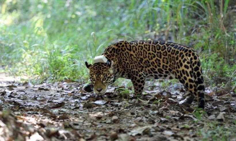 Onça que virou mascote de Juiz de Fora dá indícios de adaptação em bioma - Pedro Nobre/UFJF