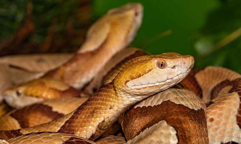 Marido é acusado de matar esposa com uma cobra venenosa na Índia - Michael Kleinsasser/Pixabay 