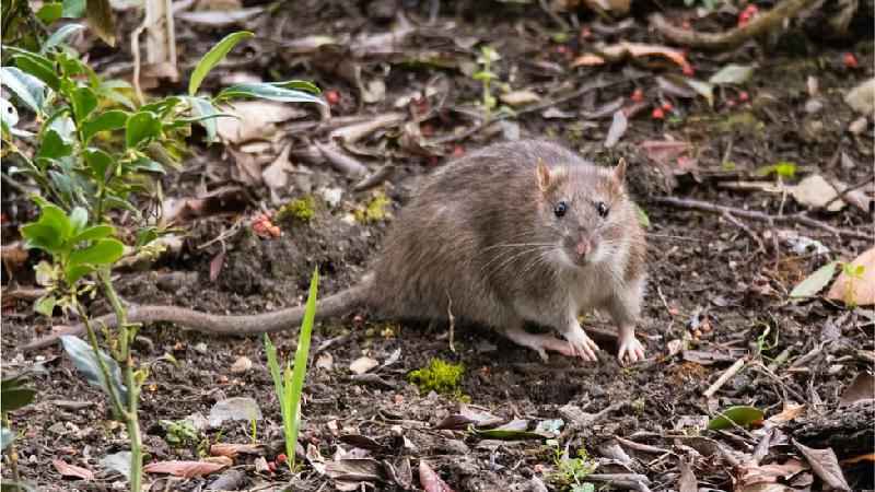 Coronavírus: ratos ficam 'agressivos' por falta de comida nos EUA - Getty Images