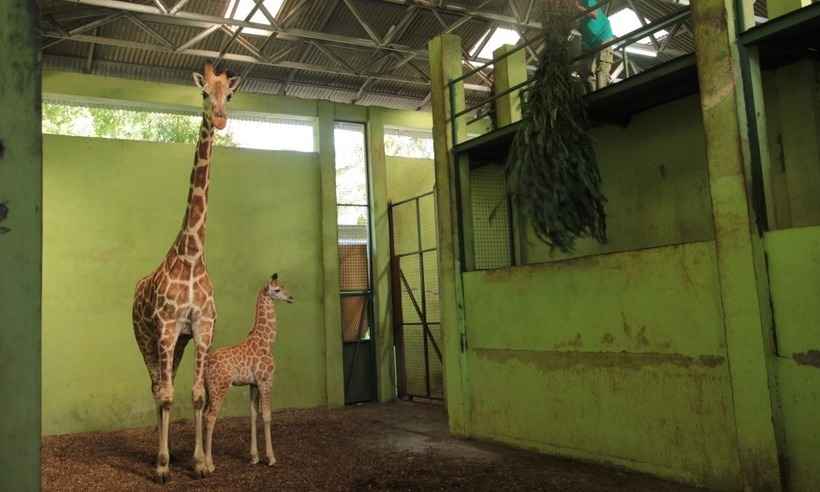 Conheça Corona, a bebê girafa nascida em Bali durante a pandemia de COVID-19 - Handout / BALI SAFARI PARK / AFP
