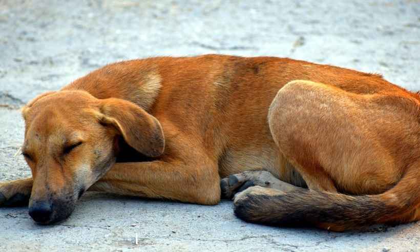 Minas ganhará centros de acolhimento para animais de rua - Pixabay/Reprodução