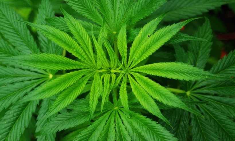 Medicamento à base de maconha, canabidiol chega às farmácias de BH - public domain pictures