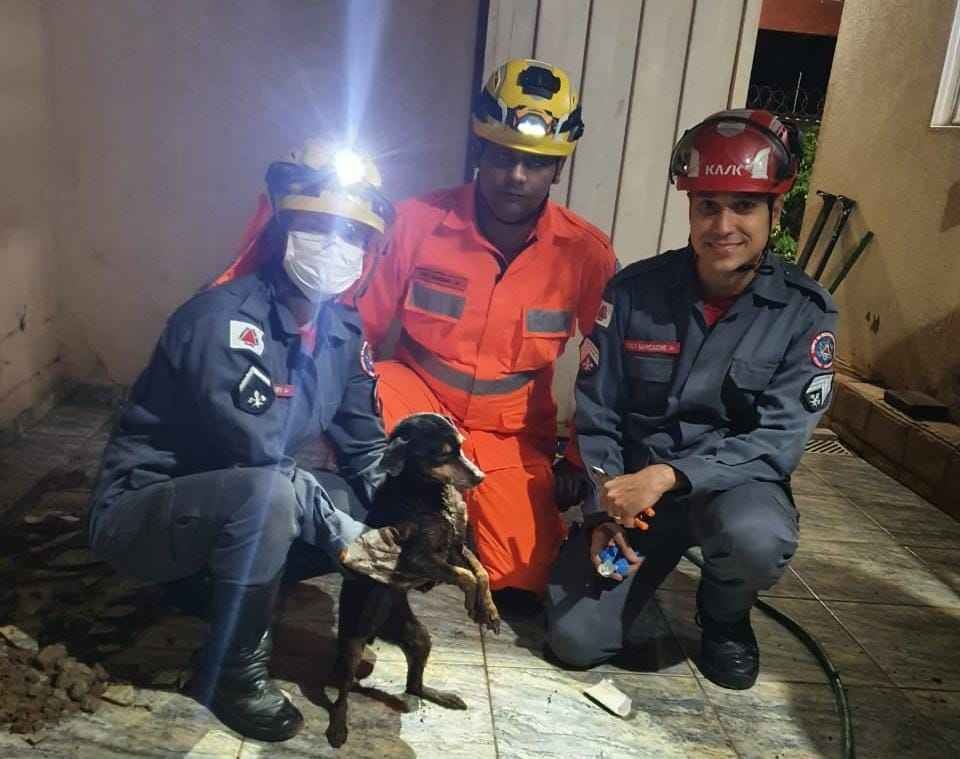 Entrou pelo cano: vídeo mostra resgate de cadela em tubulação de uma casa em Uberaba - Divulgação/Bombeiros de Uberaba