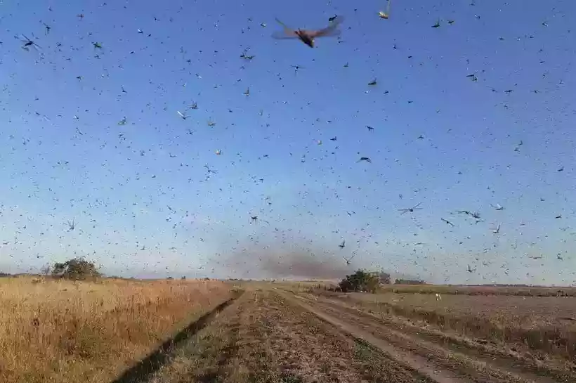 Nuvem de gafanhotos ao sul do país preocupa o Ministério da Agricultura - Governo de Córdoba